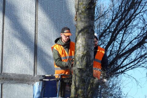 Tree Crown Reductions Luton