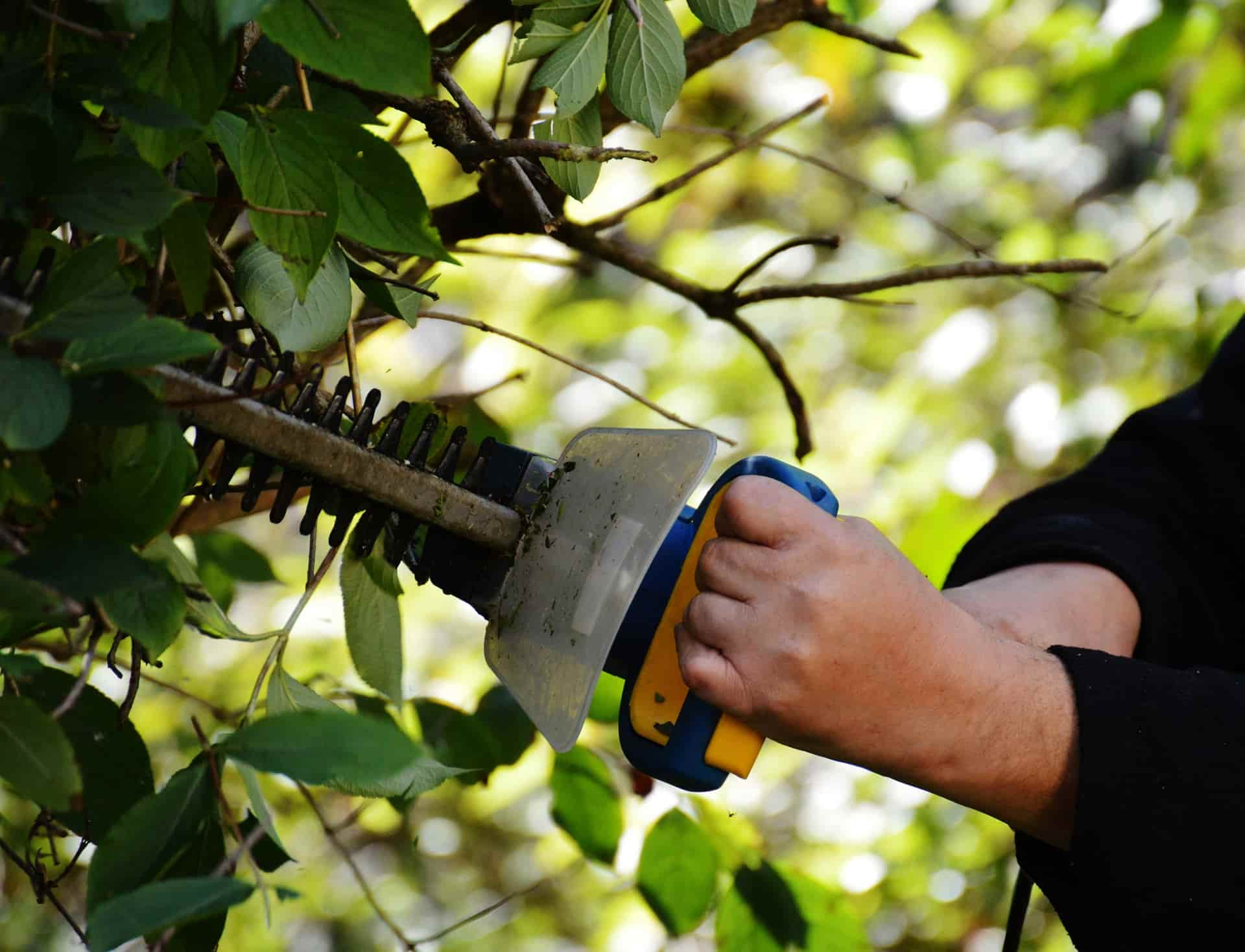 Hedge cutting experts Luton