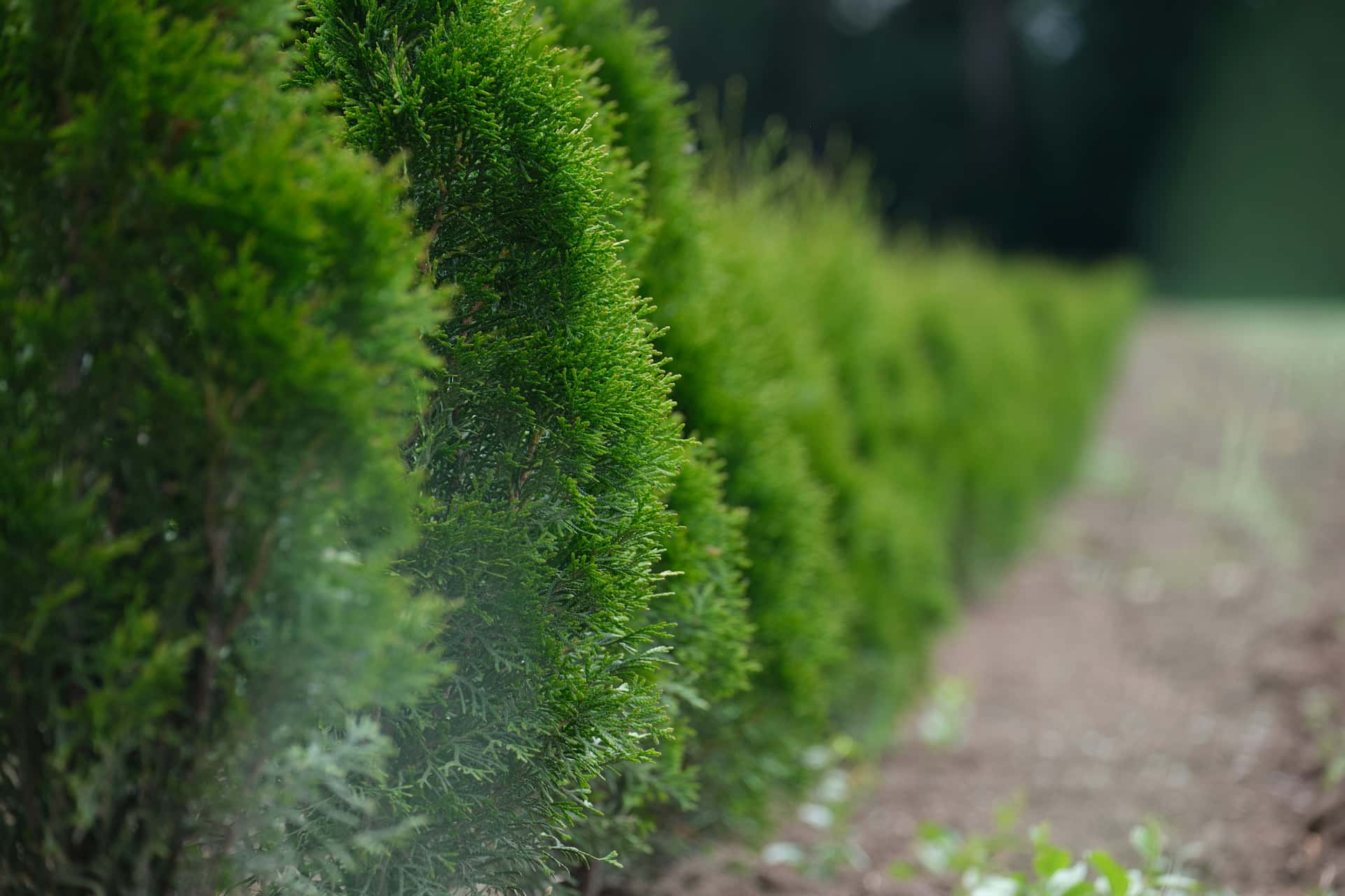 Hedge trimming experts near me Luton