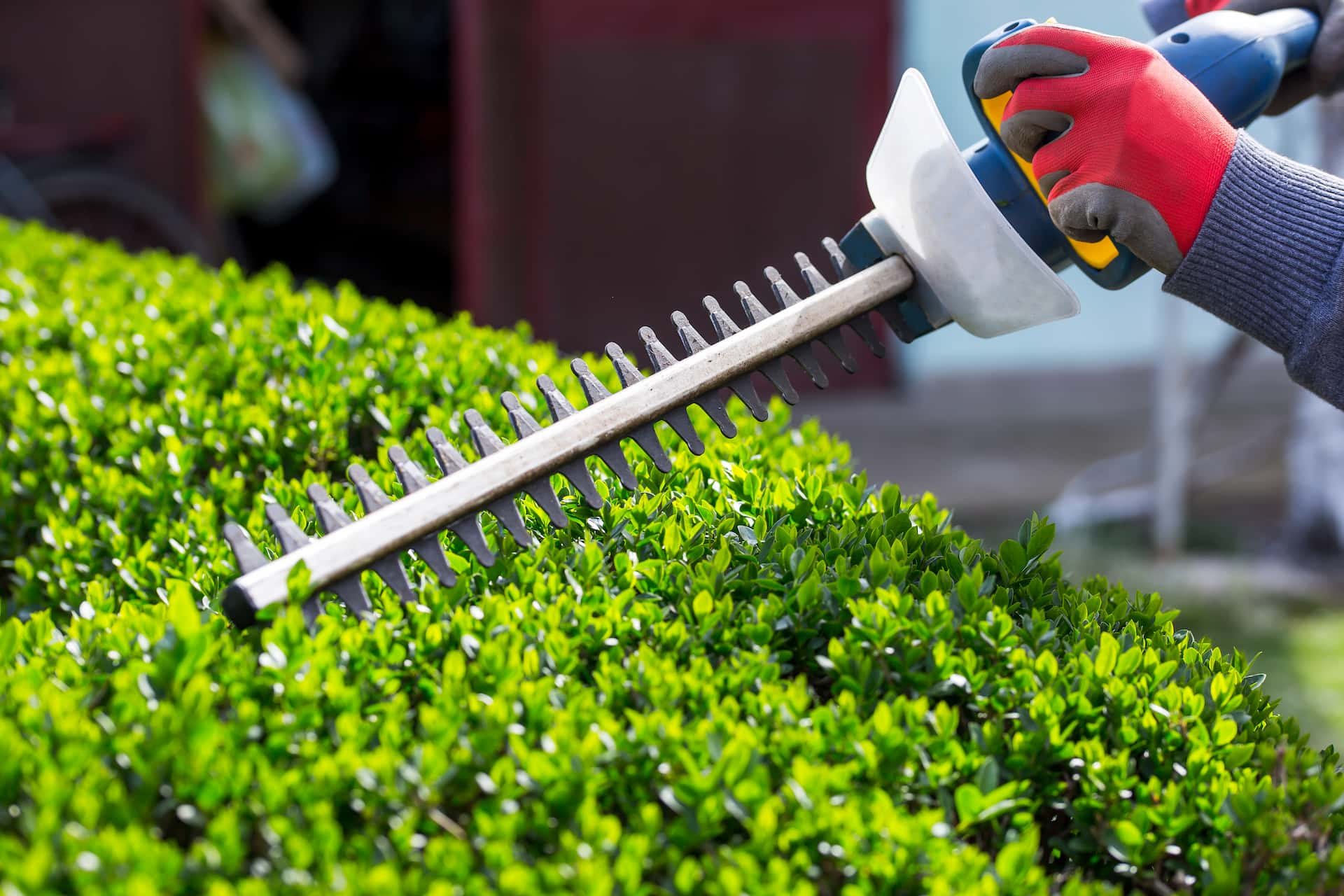 Hedge trimming experts near Luton