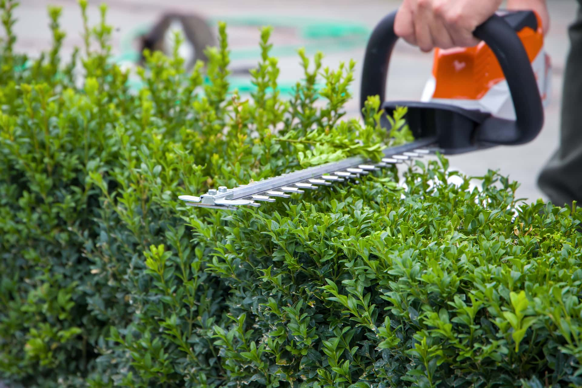 Luton hedge trimming experts