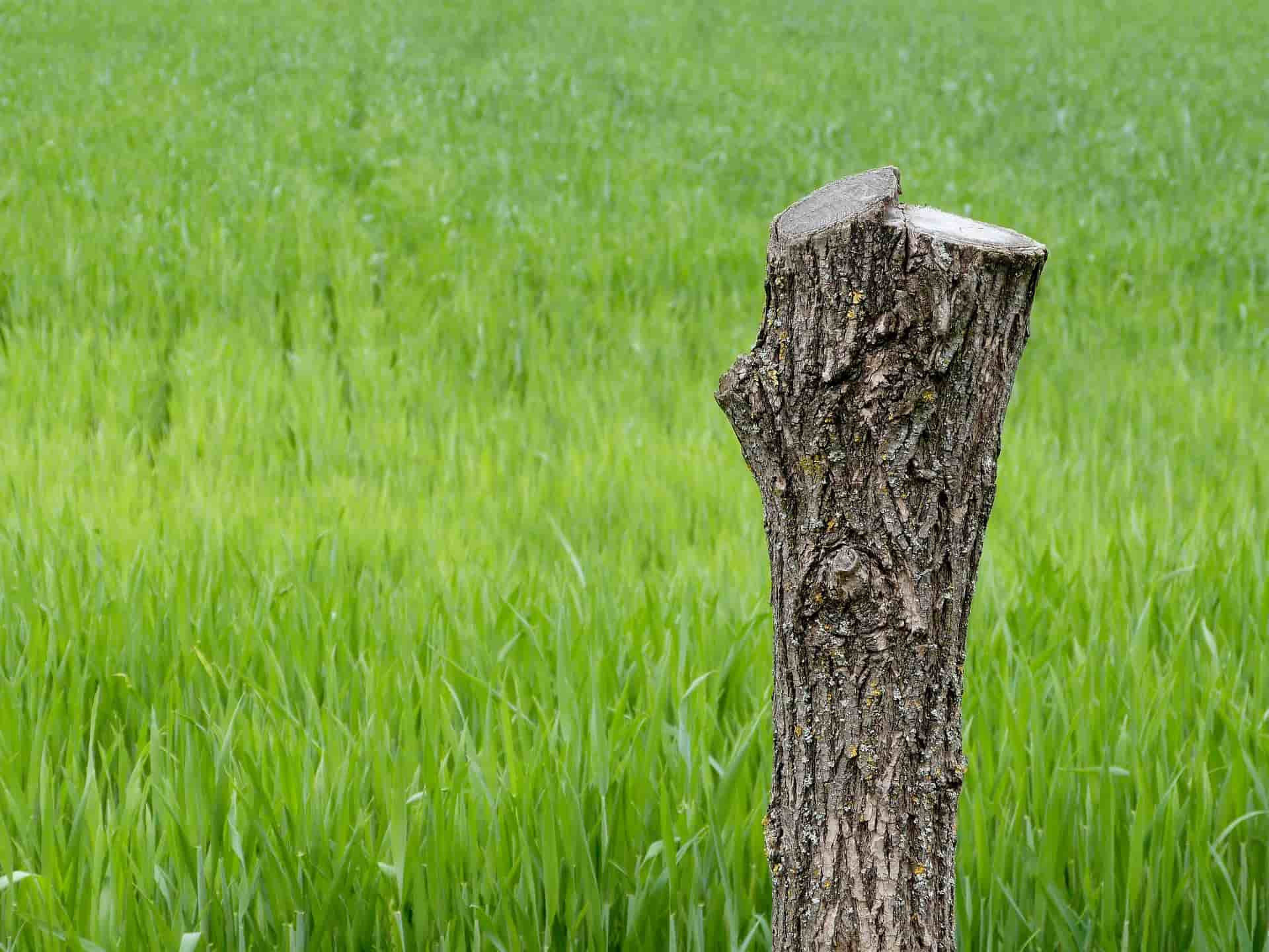 Stump removal services Luton