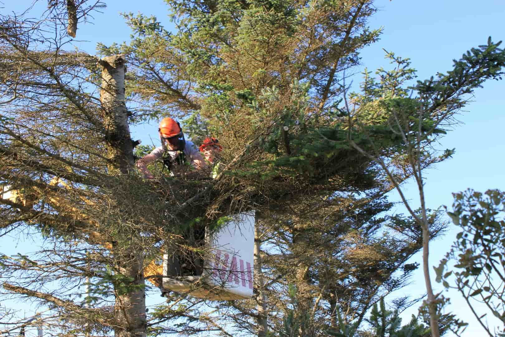 Tree crown reduction Luton