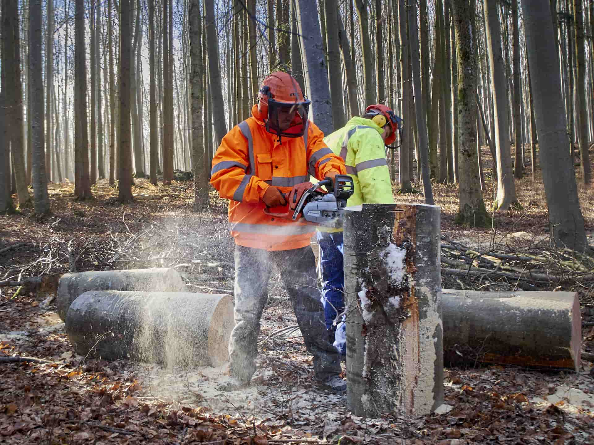 Tree felling experts Luton