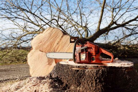 Tree Felling Luton