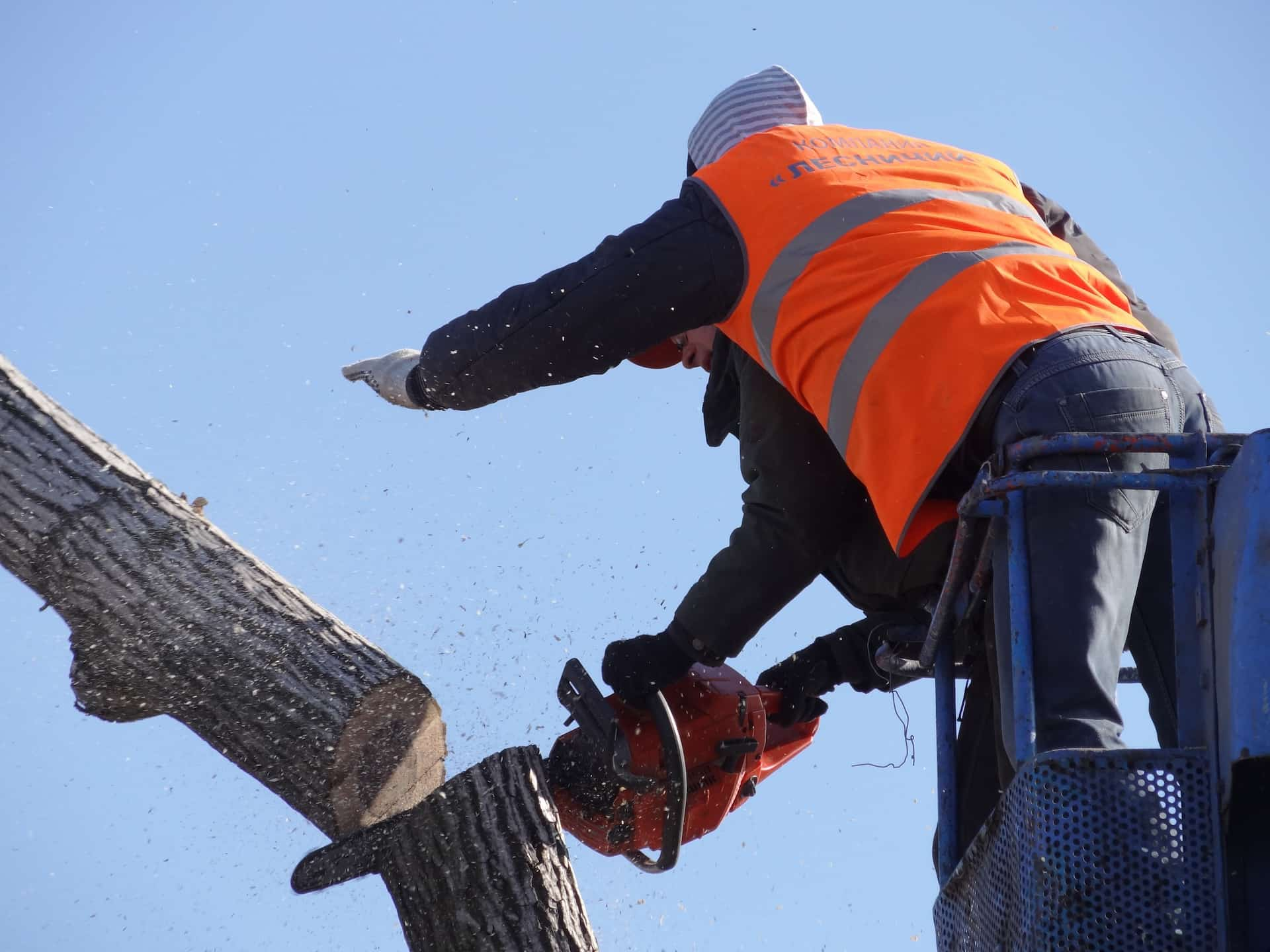 Tree removal company near me Luton