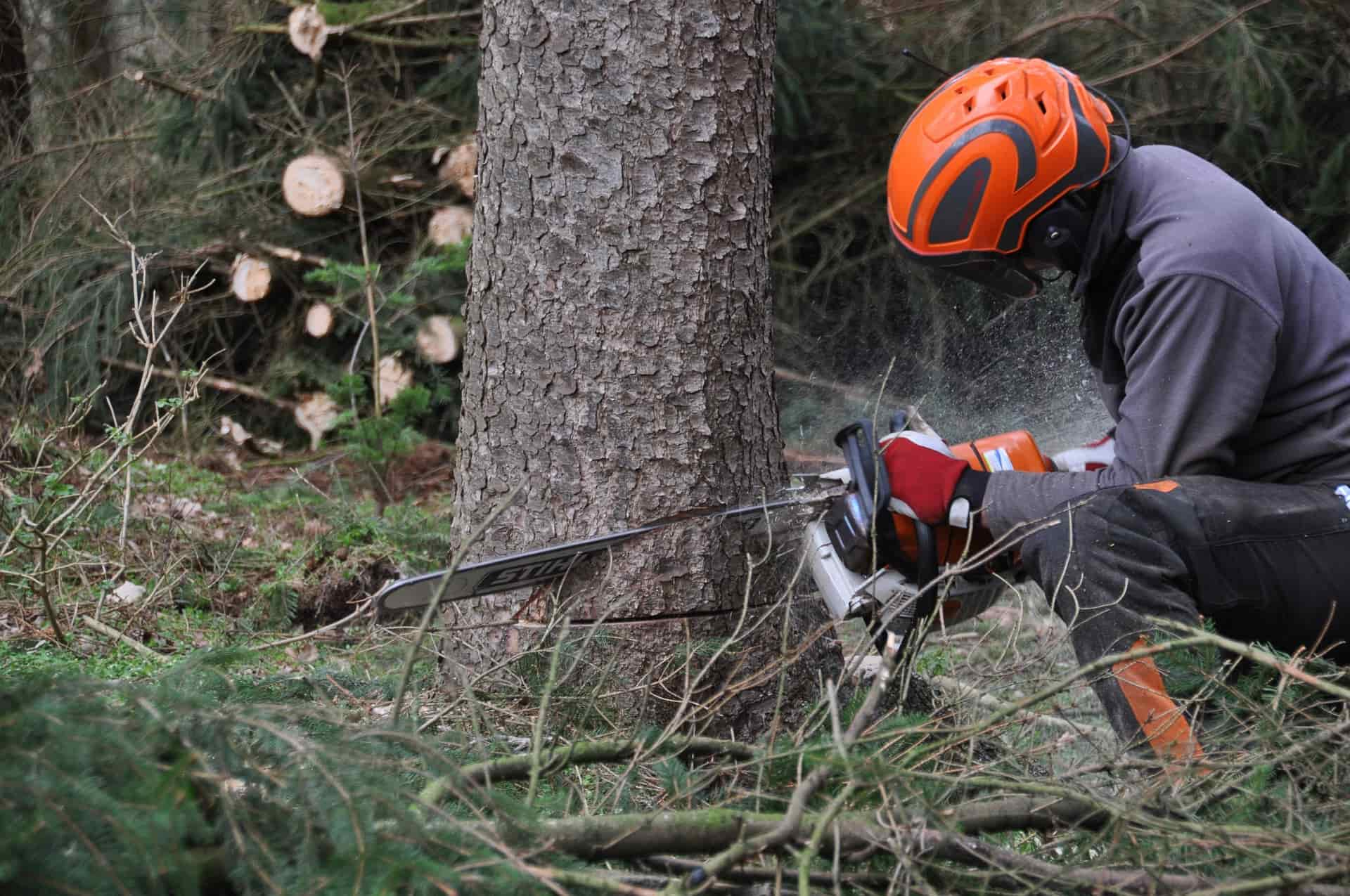 Tree removal company near Luton