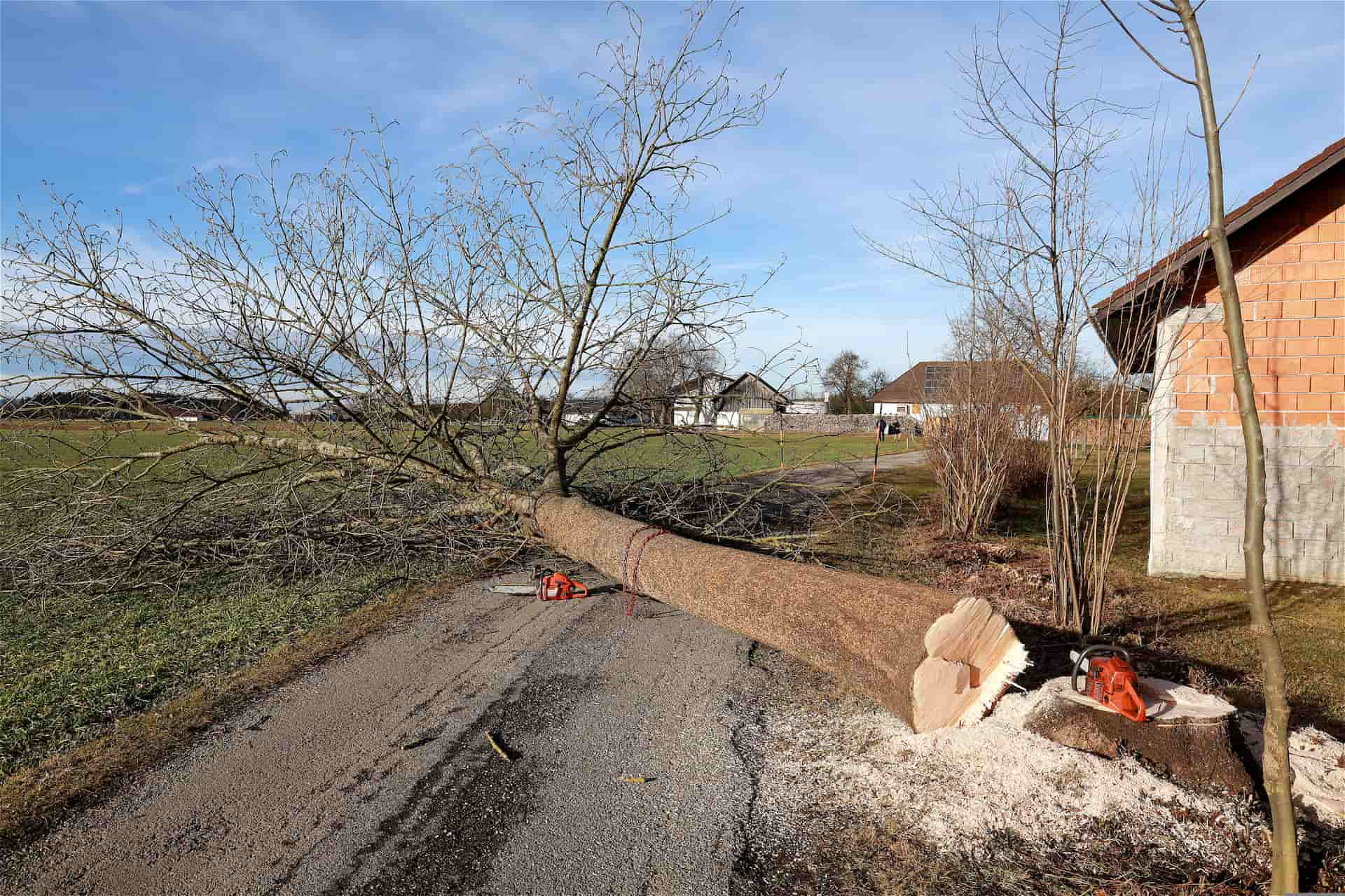 Tree removal company Luton