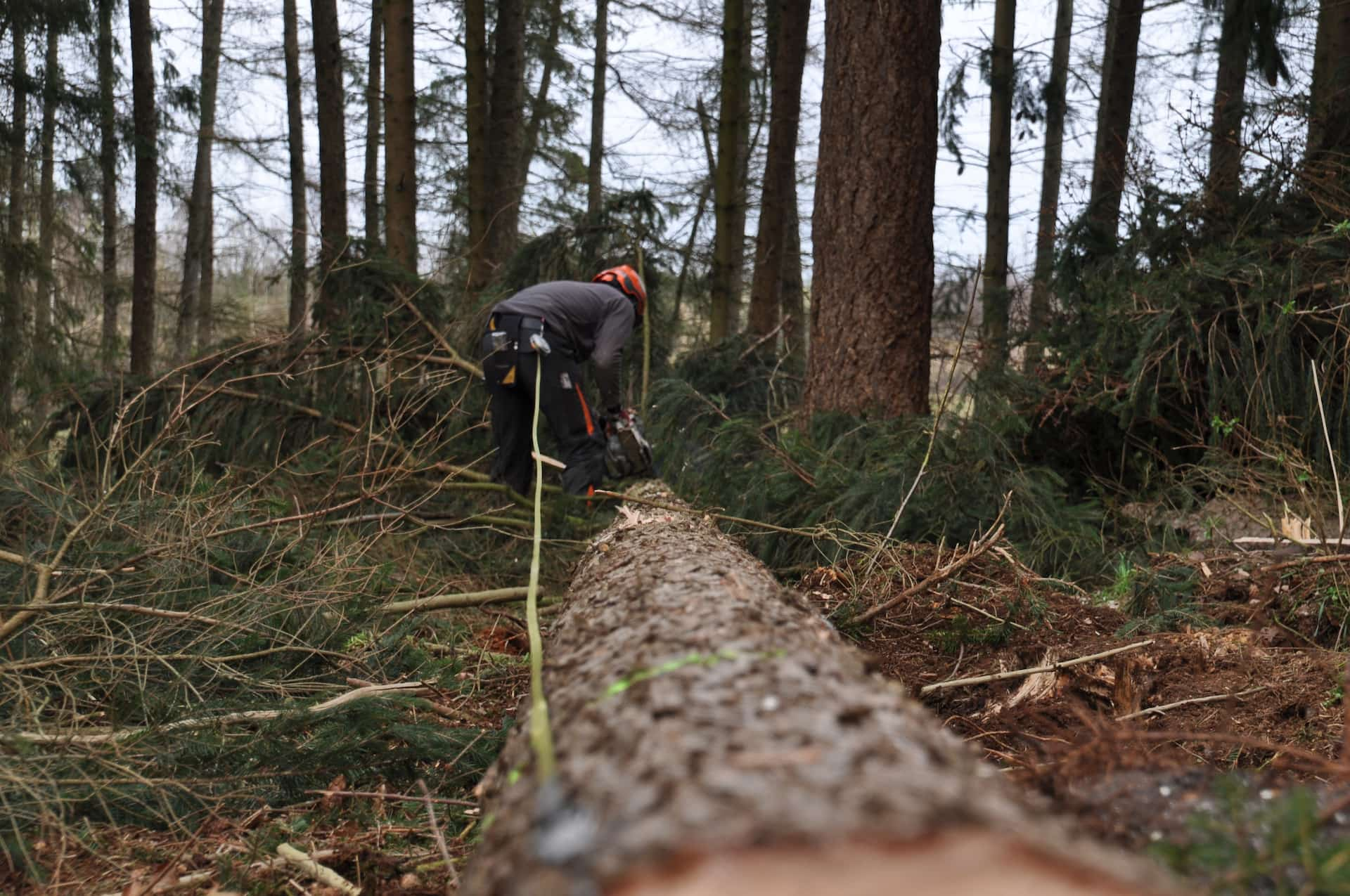 Tree removal experts near Luton