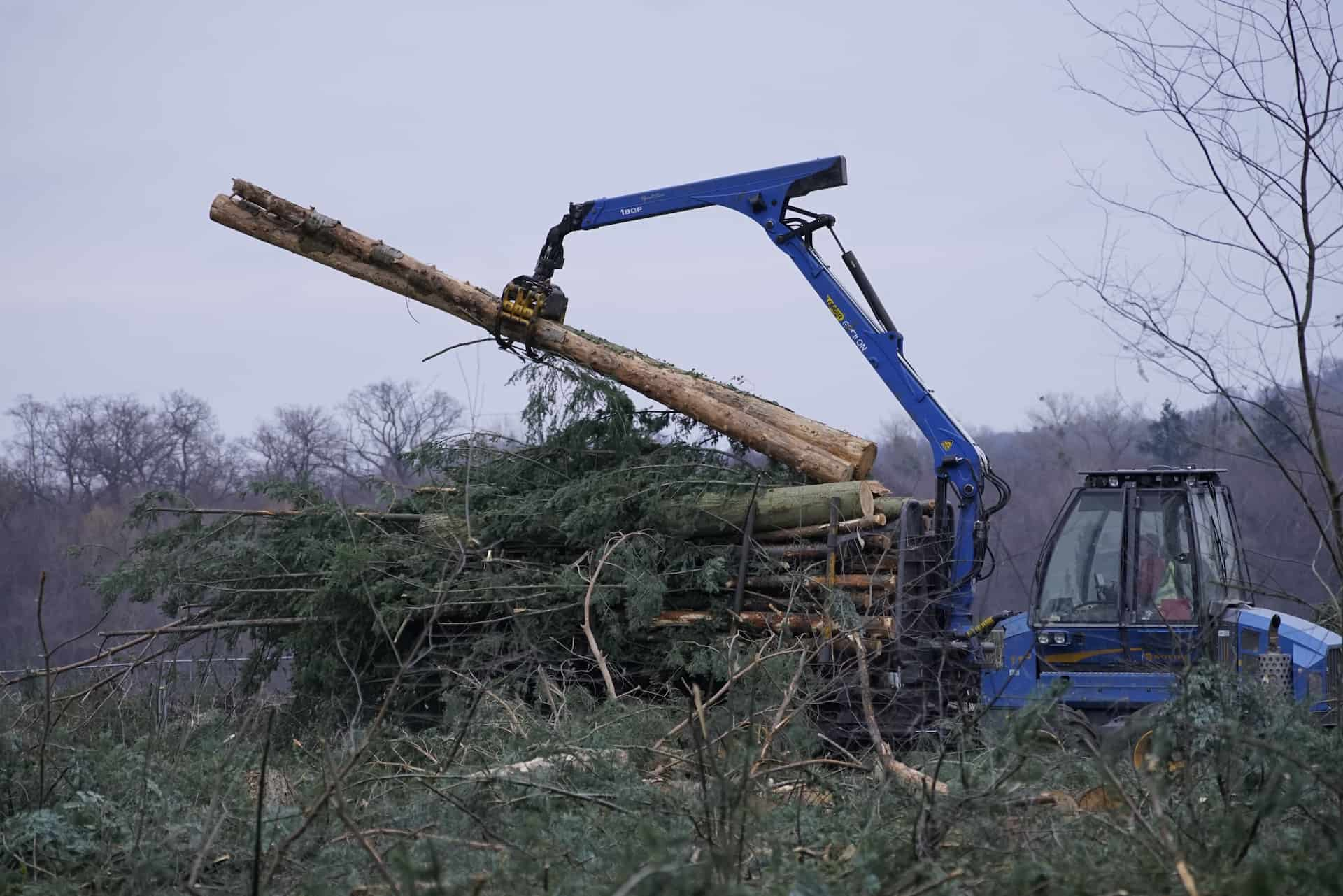 Tree site clearance Luton