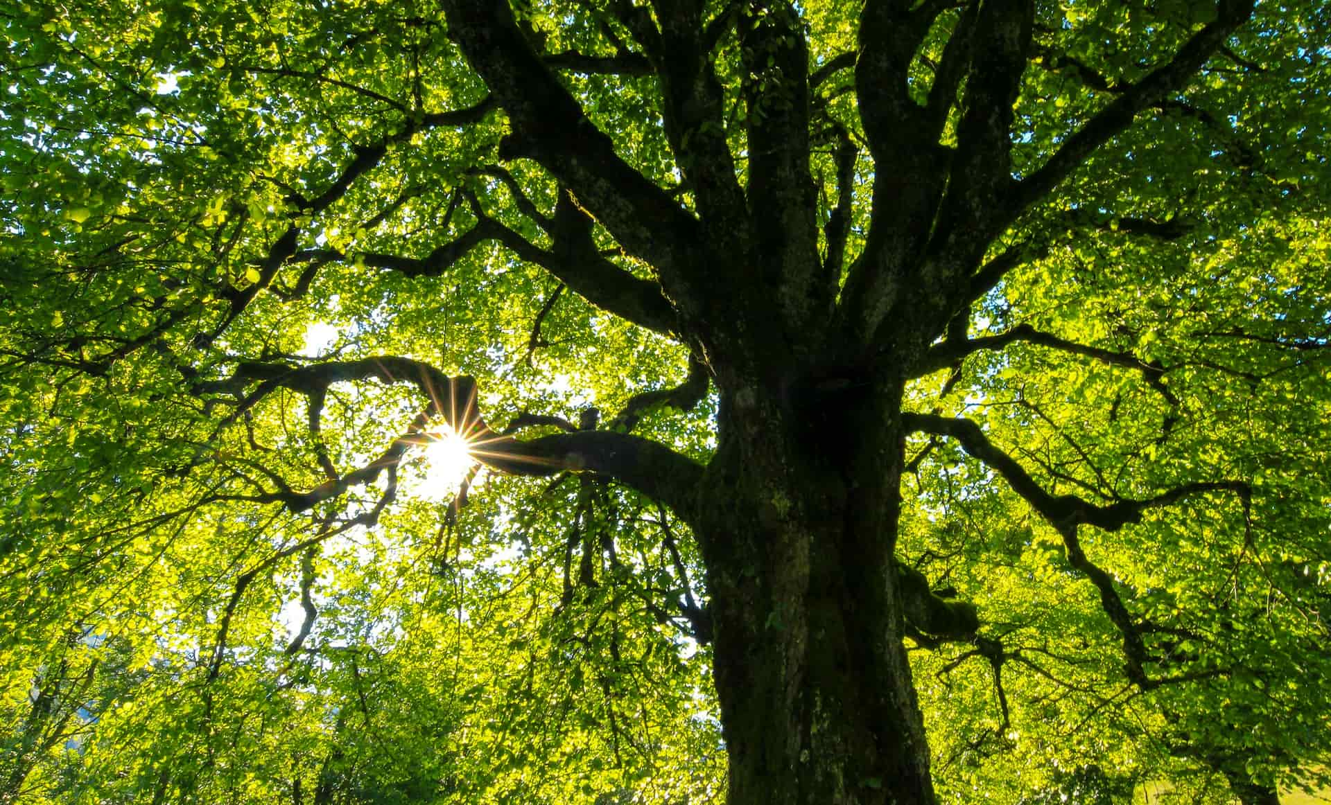 Tree surgeons near me Luton