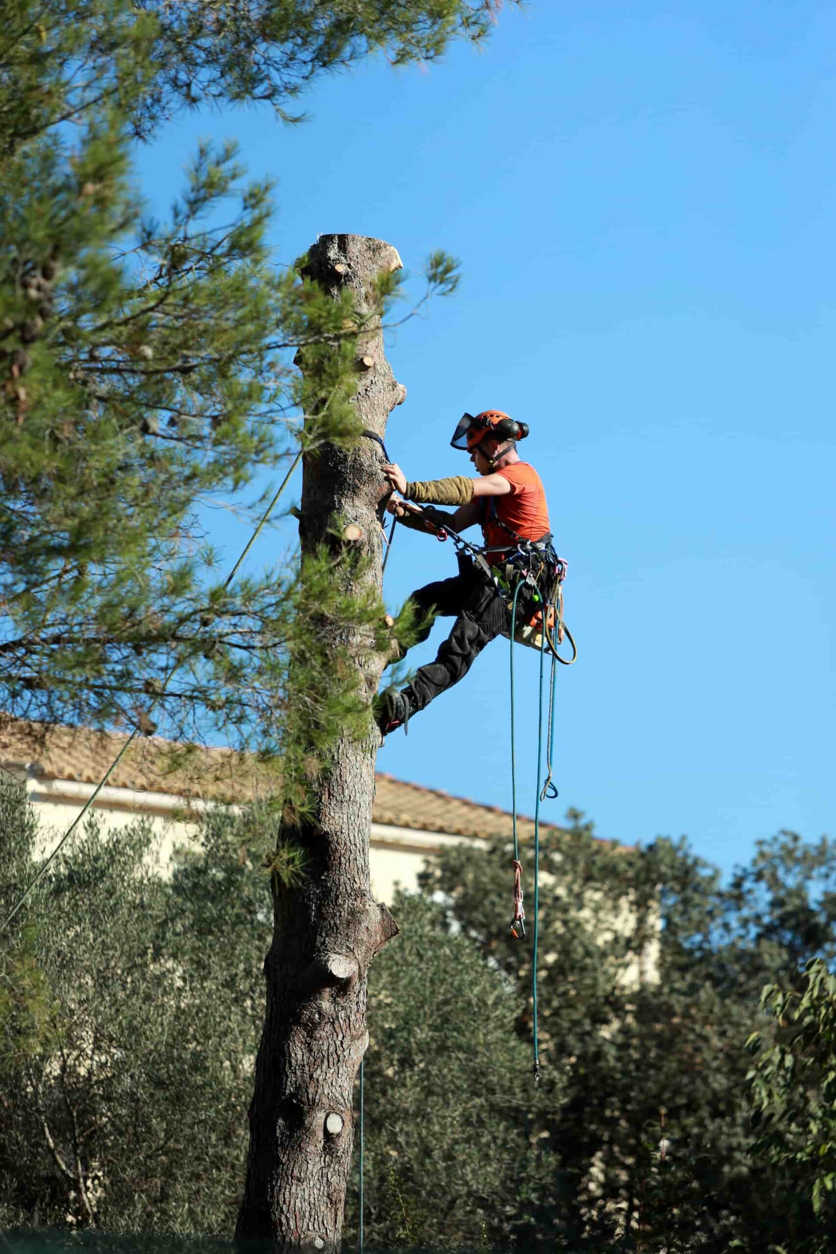 Luton tree work contractors